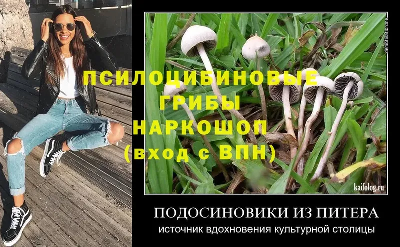 дарнет шоп  Дальнегорск  Псилоцибиновые грибы Cubensis 